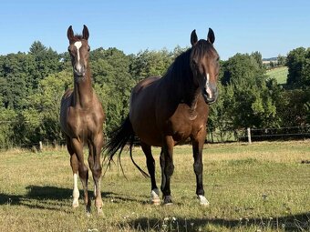 Chovná vysokobřezí klisna - 2