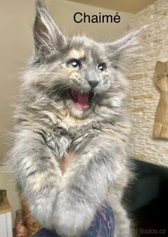 Mainská mývalí s PP - 2