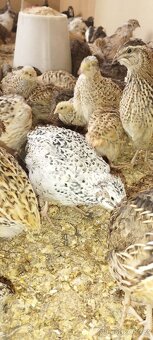 Křepelka japonská - 2