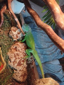 Prodám mladého leguána - 2