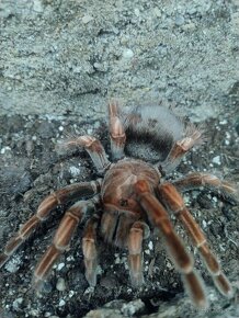 Pamphobeteus platyomma 4.svlek - 2