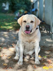 Labradorský Retriever ke krytí - 2