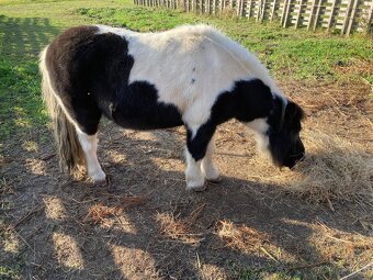 Prodám pony kobylku - 2