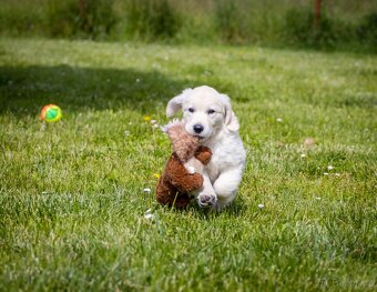 Golden retriever Zlaty retriever šteniatka s pp - 2