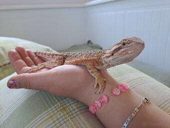 Agama vousata - 2