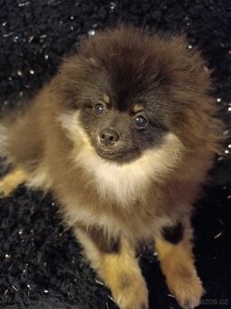 Pomeranian/Zwergspitz s PP - 2