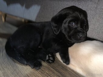 Štěňátka labradora - 2