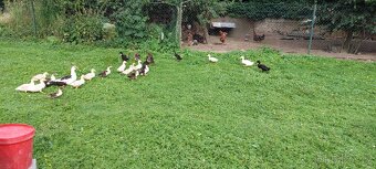 Indicky bezec - 2