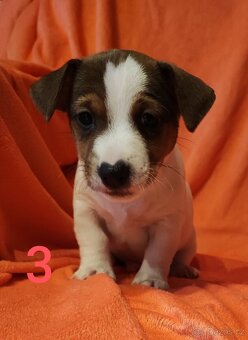 Jack Russell teriér, dvě štěňátka,chlapečci - 2