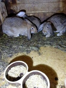 Kříženec Francouzského berana - 2