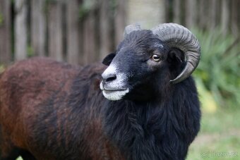 Kamerunský beránek - 2