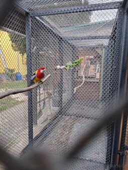 3 léta samička rosela goldmantel - 2