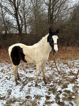 Hřebeček Domino Checo - 2