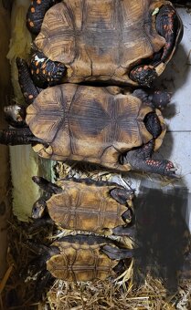 Chovný pár želvy uhlířské - 2