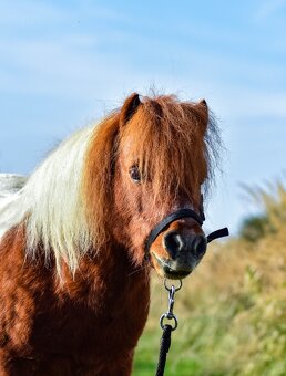 Mini Shetland - 2