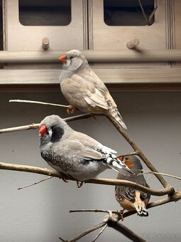 Výstavní zebřičky - 2