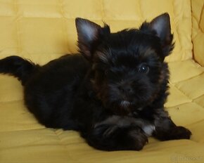 Yorkshire terrier (biewer carrier) - 2