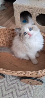 Koťátka ragdoll s PP - 2