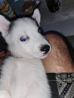 Hasky - 2