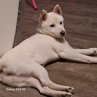 Shiba inu - 2