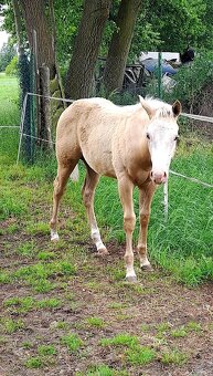 Prodám hřebce plemene Paint Horse - 2
