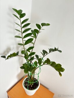 Zamioculcas, výška rostliny 110 cm - 2