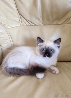 Ragdoll kočička s necuchavou srstí - 2
