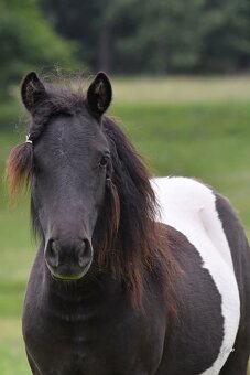 Shetlandský pony roční klisna - 2
