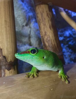 Felsumy madagaskarské + terárium s 3D stěnou - 2