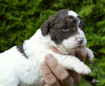 Španělský vodní pes - Perro De Agua Español - s PP - 2