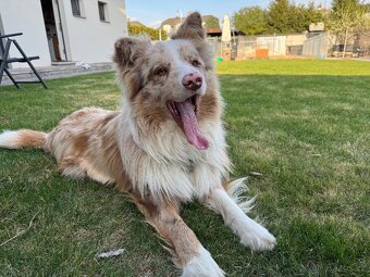 Pes red merle s PP - 2