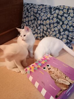 Koťátka Khao Manee - 2