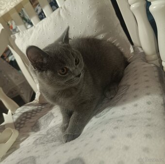 Britská modrá koťata bez PP - 2