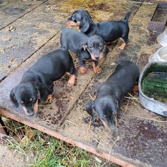 Jezevčík trpasličí - 2