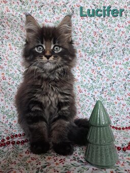 Mainská mývalí - 2