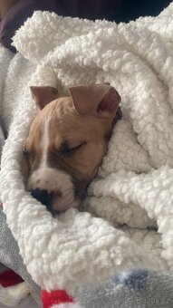 Štěně stafford X pitbull - 2