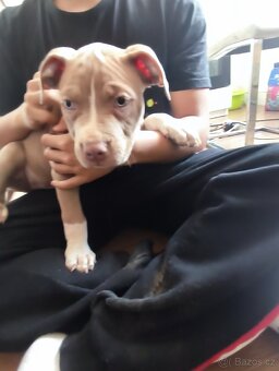 American bully xl - 2