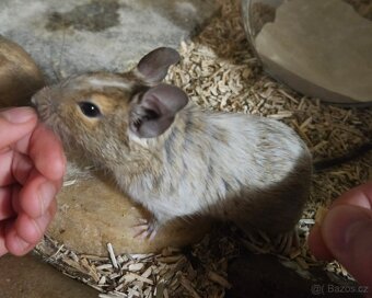 Osmák hledá domov - 2