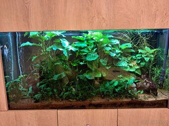 Akvarium 250l - 2
