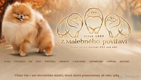 POMERANIAN S PP FCI - 2