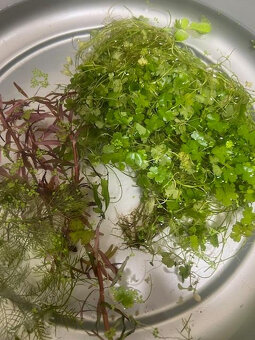 Akvarijní rostliny Mix - 2
