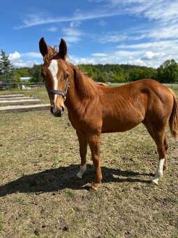 Qh - 2