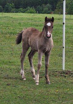 Welsh pony of cob type - hřebeček - 2