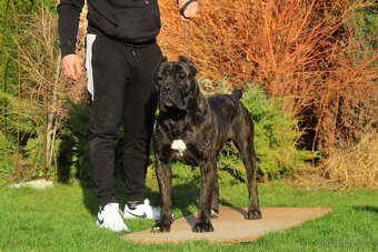 Cane corso - 2