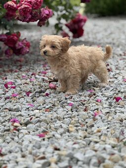 Maltipoo - 2