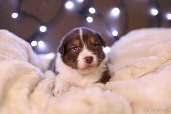 Australský ovčák s PP - 2