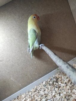 Agapornis Fisherův - 2