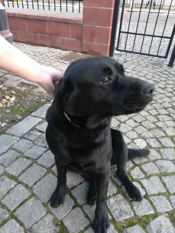 Nabízím ke krytí psa plemene Labrador - 2