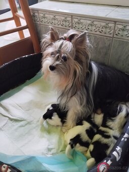 Biewer Jorkširský terier - 2