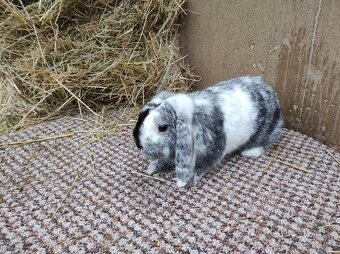 Zakrslý beránek - králíček, Rhönský - pohodový, sameček - 2